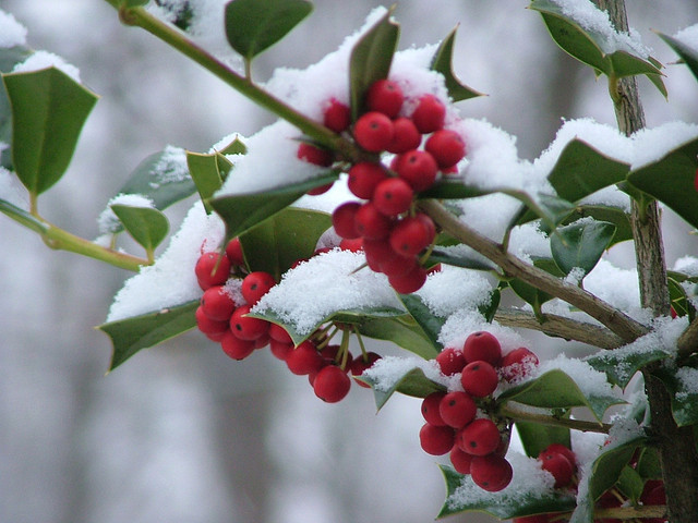 Holly Berries