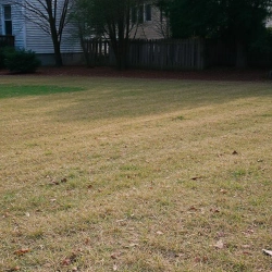 View How To Bring Your Lawn Back To Life