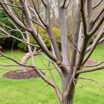 View Top 10 Winter Pruning Tips for Gardens